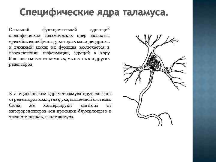 Специфические ядра таламуса. Основной функциональной единицей специфических таламических ядер являются «релейные» нейроны, у которых