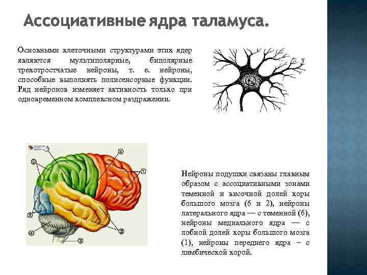 Ассоциативные ядра таламуса. Основными клеточными структурами этих ядер являются мультиполярные, биполярные трехотростчатые нейроны, т.
