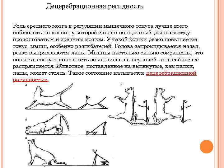 Тонус мышц формирующих позу человека. Децеребрационная ригидность механизм. Децеребрационная ригидность среднего мозга. Децеребрационная ригидность физиология схема. Роль среднего и продолговатого мозга в регуляции мышечного тонуса.