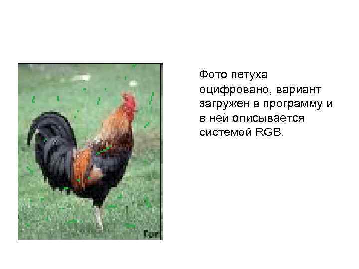  Фото петуха оцифровано, вариант загружен в программу и в ней описывается системой RGB.