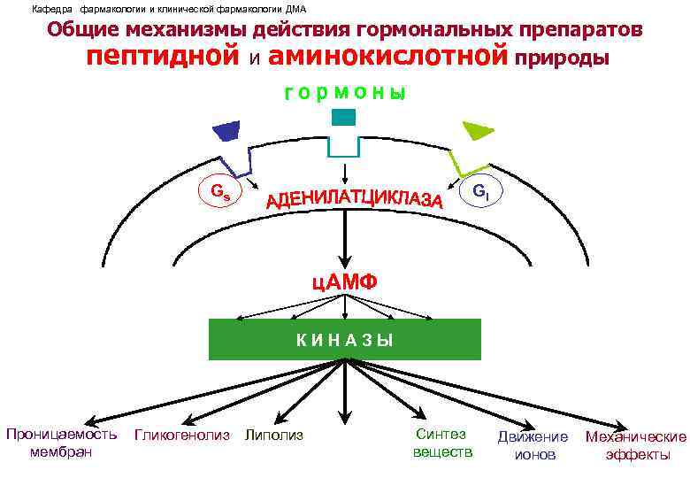 Механизм действия гормональных контрацептивов. Гормональные средства механизм действия. Механизм действия гормональных препаратов. Механизмы действия препаратов гормонов. Гормональные препараты типовые механизмы действия.