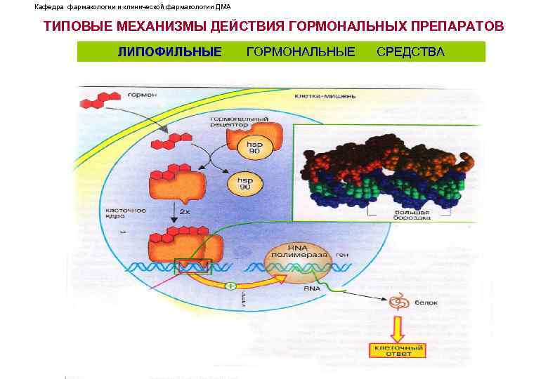 Кафедра фармакологии и клинической фармакологии ДМА ТИПОВЫЕ МЕХАНИЗМЫ ДЕЙСТВИЯ ГОРМОНАЛЬНЫХ ПРЕПАРАТОВ ЛИПОФИЛЬНЫЕ ГОРМОНАЛЬНЫЕ СРЕДСТВА