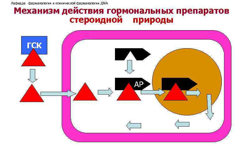 Кафедра фармакологии и клинической фармакологии ДМА Механизм действия гормональных препаратов стероидной природы ГСК АР