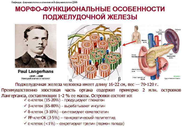Кафедра фармакологии и клинической фармакологии ДМА МОРФО-ФУНКЦИОНАЛЬНЫЕ ОСОБЕННОСТИ ПОДЖЕЛУДОЧНОЙ ЖЕЛЕЗЫ Paul Langerhans 1849 –