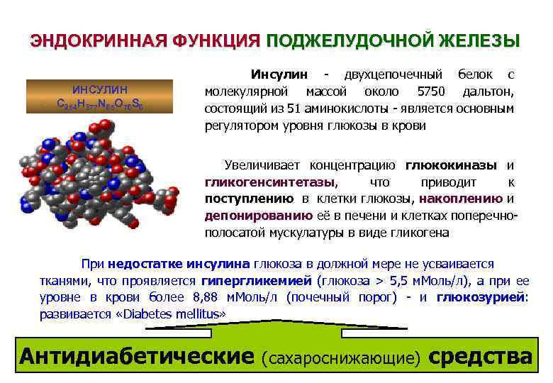 ЭНДОКРИННАЯ ФУНКЦИЯ ПОДЖЕЛУДОЧНОЙ ЖЕЛЕЗЫ ИНСУЛИН С 254 Н 377 N 65 O 76 S