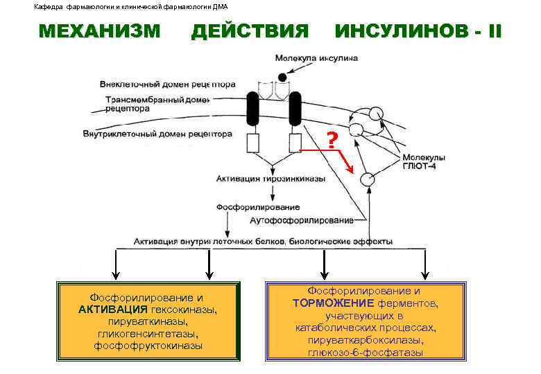 Действие инсулина биохимия