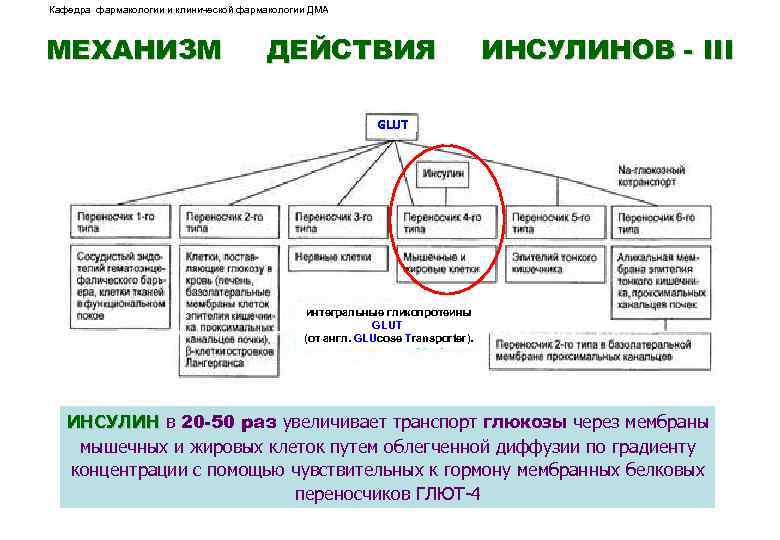 Кафедра фармакологии и клинической фармакологии ДМА МЕХАНИЗМ ДЕЙСТВИЯ ИНСУЛИНОВ - III GLUT интегральные гликопротеины