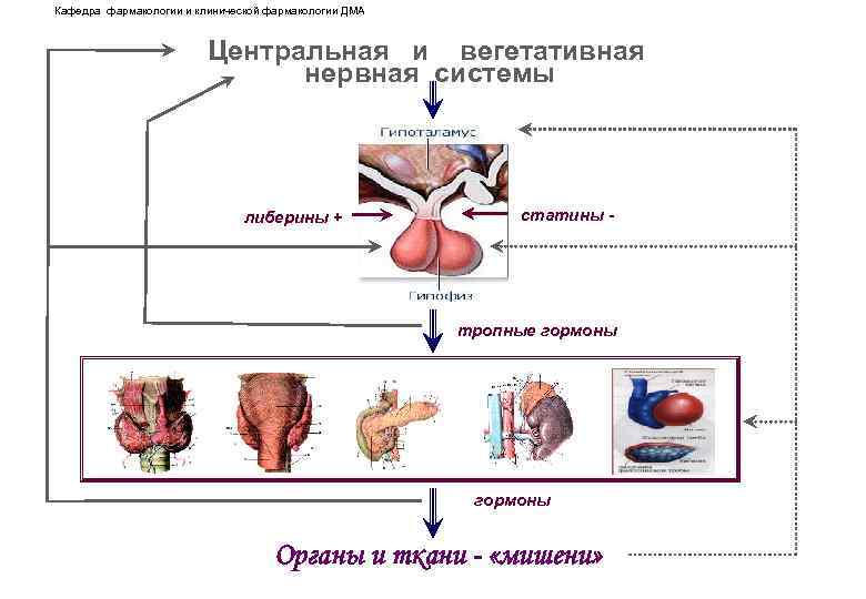 Кафедра фармакологии и клинической фармакологии ДМА Центральная и вегетативная нервная системы либерины + статины