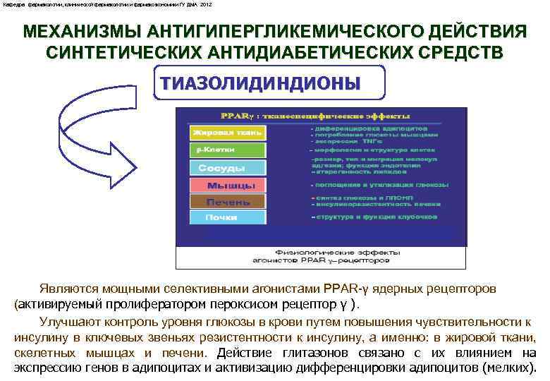 Кафедра фармакологии, клинической фармакологии и фармакоэкономики ГУ ДМА 2012 МЕХАНИЗМЫ АНТИГИПЕРГЛИКЕМИЧЕСКОГО ДЕЙСТВИЯ СИНТЕТИЧЕСКИХ АНТИДИАБЕТИЧЕСКИХ