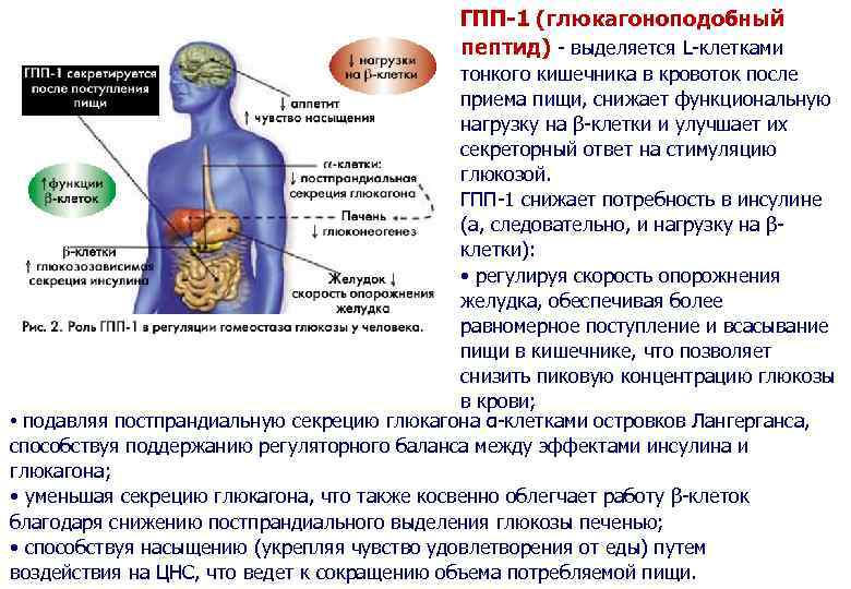 Пептид 1. Глюкагоноподобного пептида-1 (ГПП-1). Агонистов глюкагоноподобного пептида 1 (GLP-1). Агонист рецепторов глюкагоноподобного пептида-1.