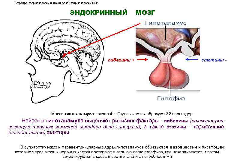 Кафедра фармакологии и клинической фармакологии ДМА ЭНДОКРИННЫЙ МОЗГ либерины + статины - Масса гипоталамуса