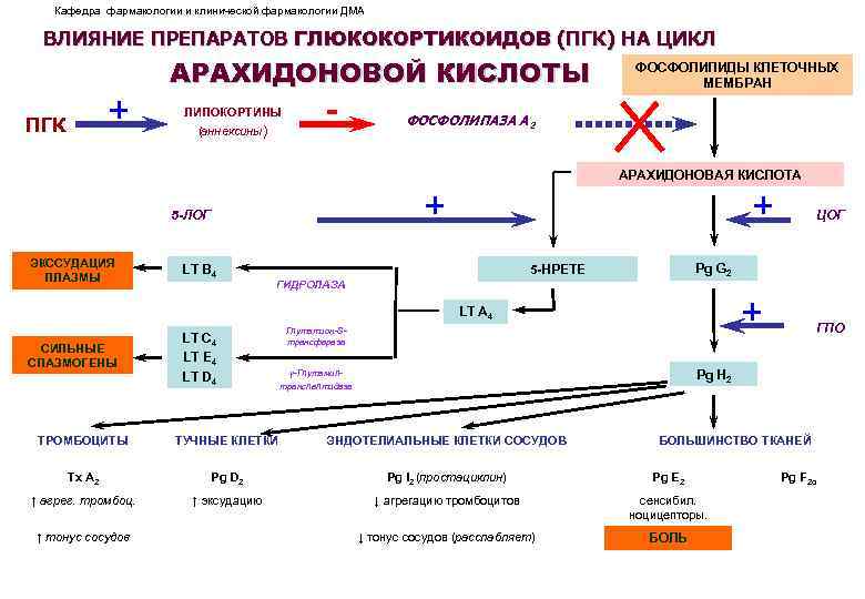 Цикл арахидоновой кислоты схема