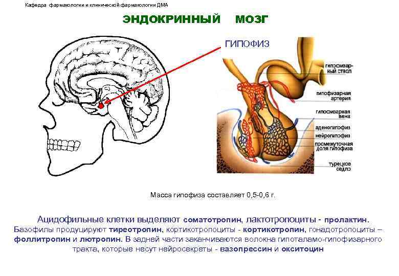 Передняя доля гипофиза схема