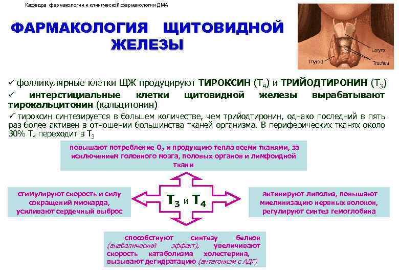 Кафедра фармакологии и клинической фармакологии ДМА ФАРМАКОЛОГИЯ ЩИТОВИДНОЙ ЖЕЛЕЗЫ ü фолликулярные клетки ЩЖ продуцируют