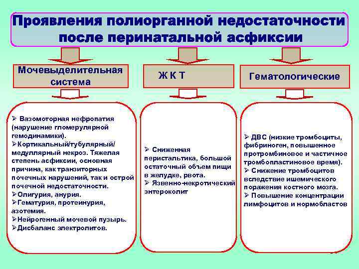 Мочевыделительная система Ø Вазомоторная нефропатия (нарушение гломерулярной гемодинамики). ØКортикальный/тубулярный/ медуллярный некроз. Тяжелая степень асфиксии,