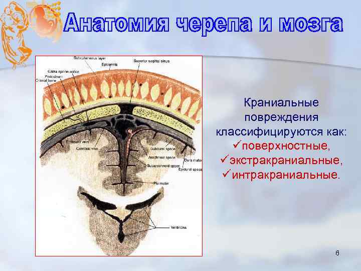 Краниальные повреждения классифицируются как: üповерхностные, üэкстракраниальные, üинтракраниальные. 6 