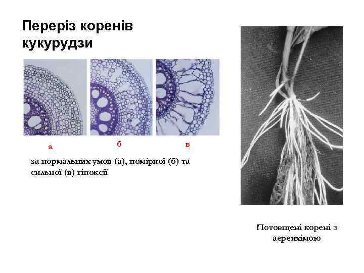 Переріз коренів кукурудзи а б в за нормальних умов (а), помірної (б) та сильної