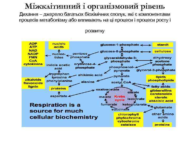 Міжклітинний і організмовий рівень Дихання – джерело багатьох біохімічних сполук, які є компонентами процесів