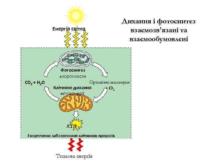 Енергія світла Дихання і фотосинтез взаємозв'язані та взаємообумовлені Фотосинтез хлоропласти СО 2 + Н