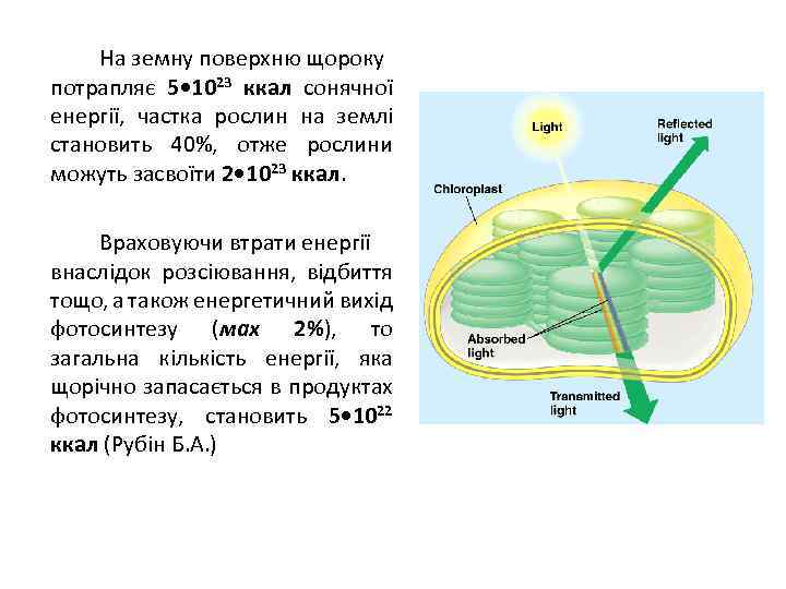 На земну поверхню щороку потрапляє 5 • 1023 ккал сонячної енергії, частка рослин на