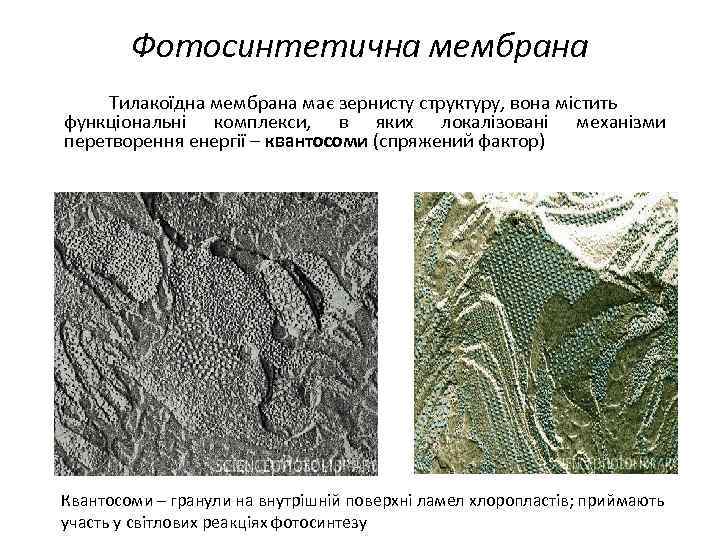 Фотосинтетична мембрана Тилакоїдна мембрана має зернисту структуру, вона містить функціональні комплекси, в яких локалізовані