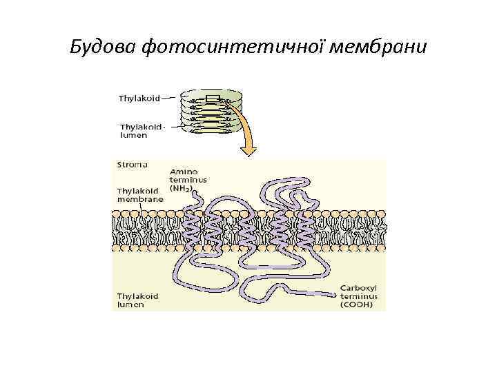 Будова фотосинтетичної мембрани 