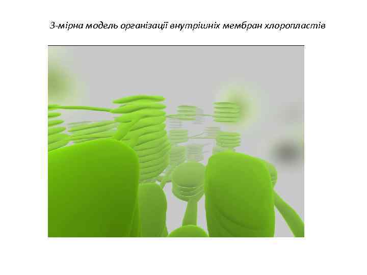 3 -мірна модель організації внутрішніх мембран хлоропластів 