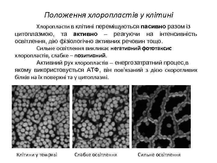 Положення хлоропластів у клітині Хлоропласти в клітині переміщуються пасивно разом із цитоплазмою, та активно