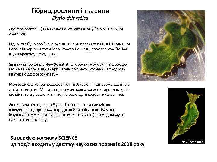Гібрид рослини і тварини Elysia chlorotica Еlysia chlorotica – (3 см) живе на атлантичному