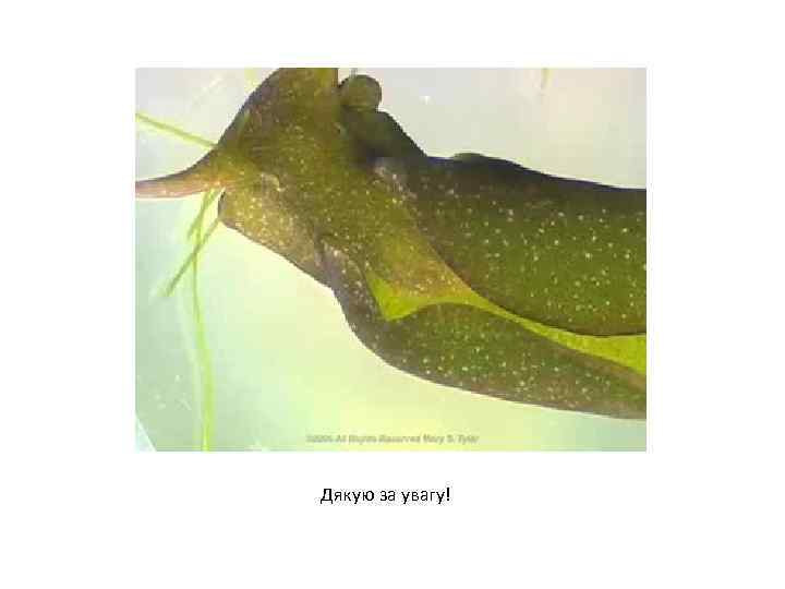 Дякую за увагу! 