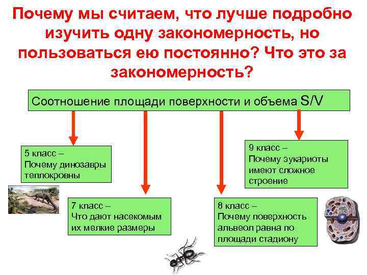 Почему мы считаем, что лучше подробно изучить одну закономерность, но пользоваться ею постоянно? Что