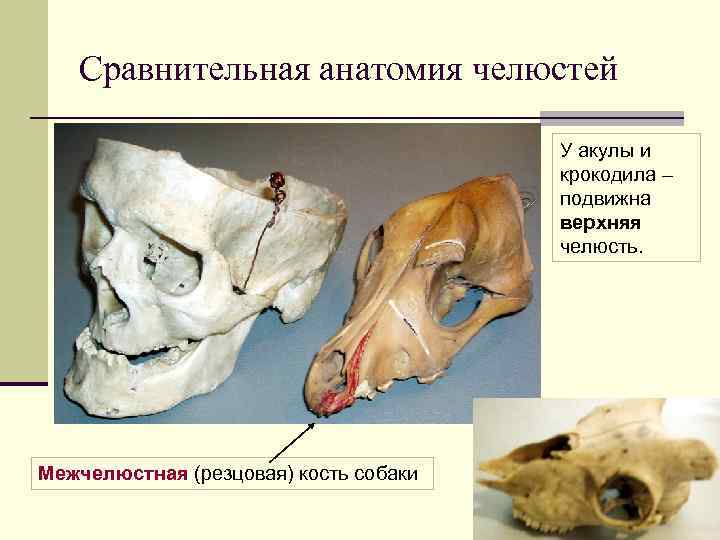 Сравнительная анатомия челюстей У акулы и крокодила – подвижна верхняя челюсть. Межчелюстная (резцовая) кость