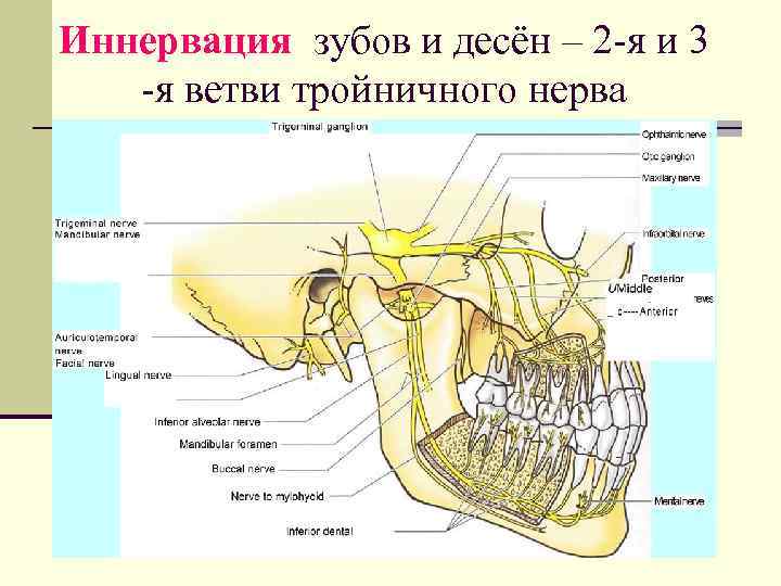 Иннервация зубов и десён – 2 -я и 3 -я ветви тройничного нерва 