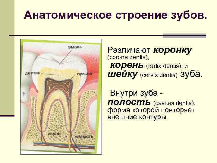 Анатомическое строение зубов. Различают коронку (corona dentis), (radix dentis), и корень шейку (cervix dentis)