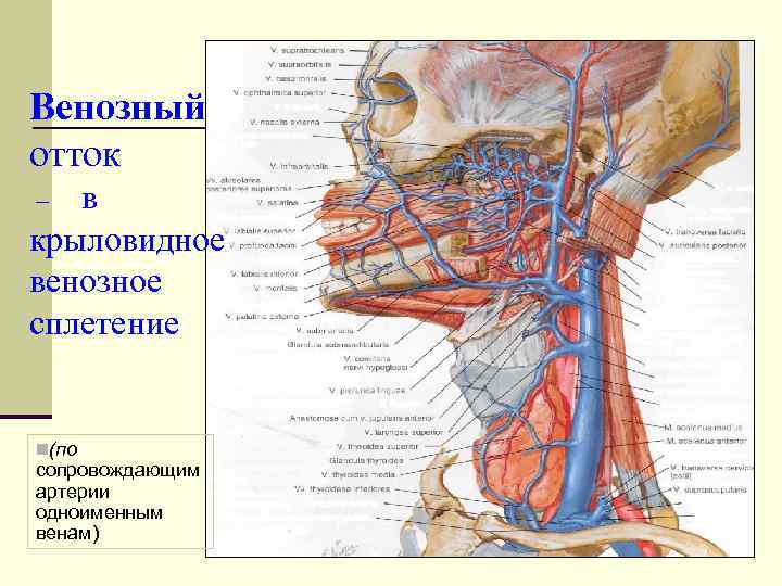 Венозный отток в крыловидное венозное сплетение – n(по сопровождающим артерии одноименным венам) 