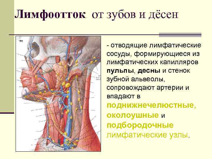 Лимфоотток от зубов и дёсен отводящие лимфатические сосуды, формирующиеся из лимфатических капилляров пульпы, десны