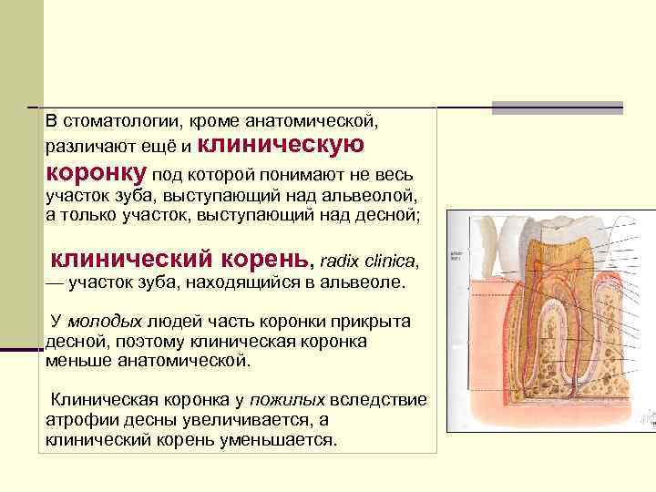 В стоматологии, кроме анатомической, различают ещё и клиническую коронку под которой понимают не весь