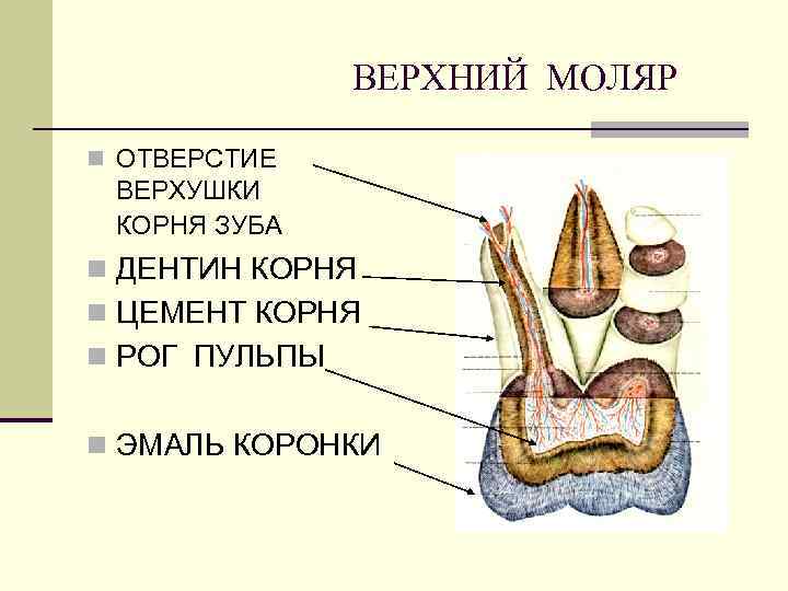 ВЕРХНИЙ МОЛЯР n ОТВЕРСТИЕ ВЕРХУШКИ КОРНЯ ЗУБА n ДЕНТИН КОРНЯ n ЦЕМЕНТ КОРНЯ n