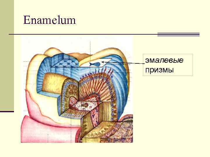 Enamelum эмалевые призмы 