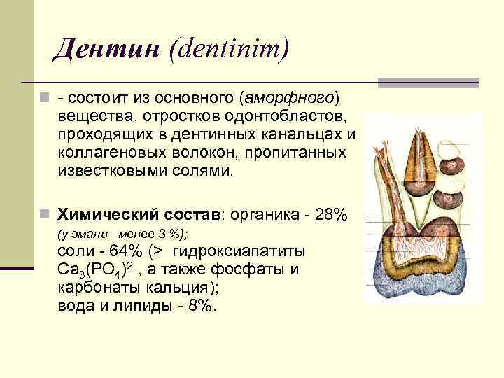 Дентин (dentinim) n - состоит из основного (аморфного) вещества, отростков одонтобластов, проходящих в дентинных