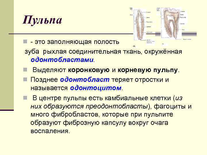 Строение пульпы презентация