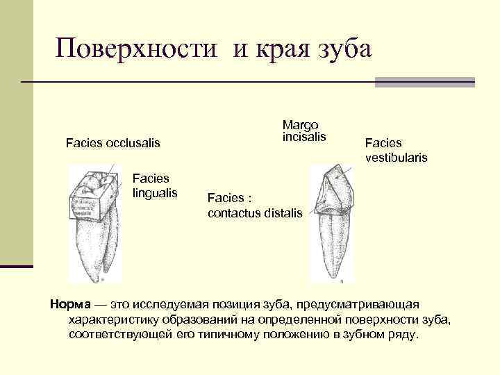 Поверхности и края зуба Facies occlusalis Facies lingualis Margo incisalis Facies vestibularis Facies :