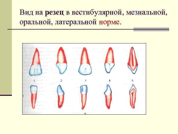 Вид на резец в вестибулярной, мезиальной, оральной, латеральной норме. 