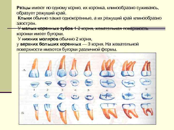 Резцы имеют по одному корню, их коронка, клинообразно суживаясь, образует режущий край. Клыки обычно