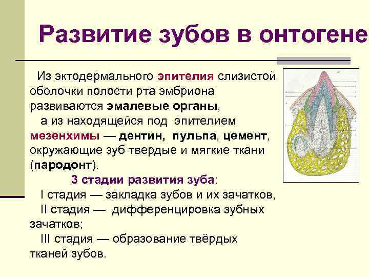 Развитие зубов в онтогенез Из эктодермального эпителия слизистой оболочки полости рта эмбриона развиваются эмалевые