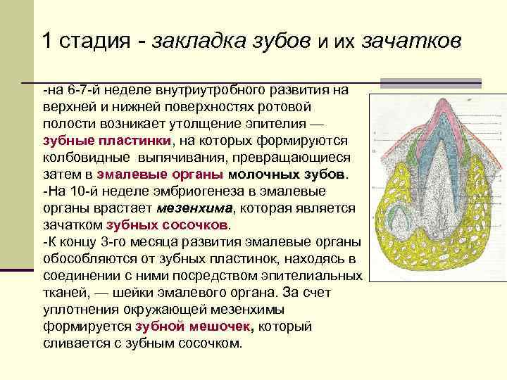 1 стадия закладка зубов и их зачатков на 6 7 й неделе внутриутробного развития