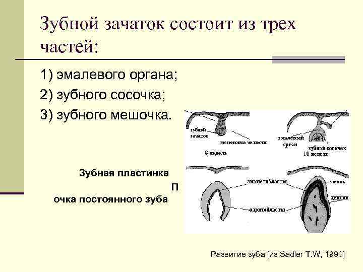 Зубной зачаток состоит из трех частей: 1) эмалевого органа; 2) зубного сосочка; 3) зубного