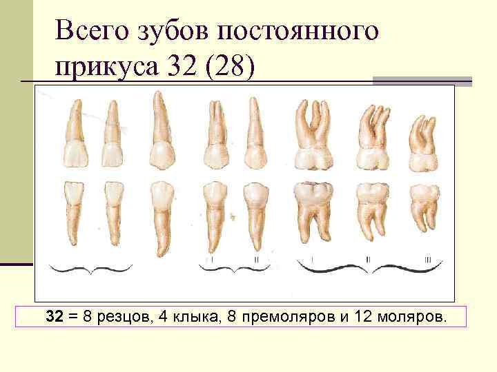 Всего зубов постоянного прикуса 32 (28) 32 = 8 резцов, 4 клыка, 8 премоляров