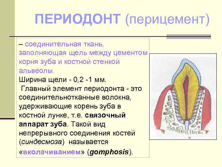 ПЕРИОДОНТ (перицемент) – соединительная ткань, заполняющая щель между цементом корня зуба и костной стенкой