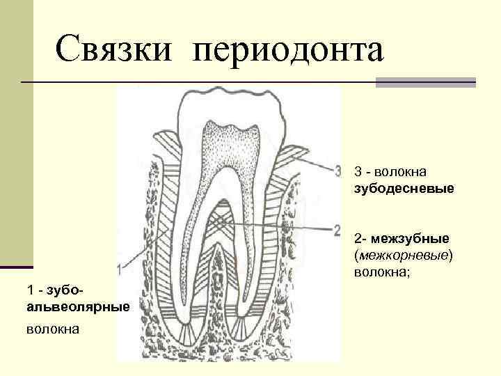 Связки периодонта 3 волокна зубодесневые 2 межзубные (межкорневые) волокна; 1 зубо альвеолярные волокна 